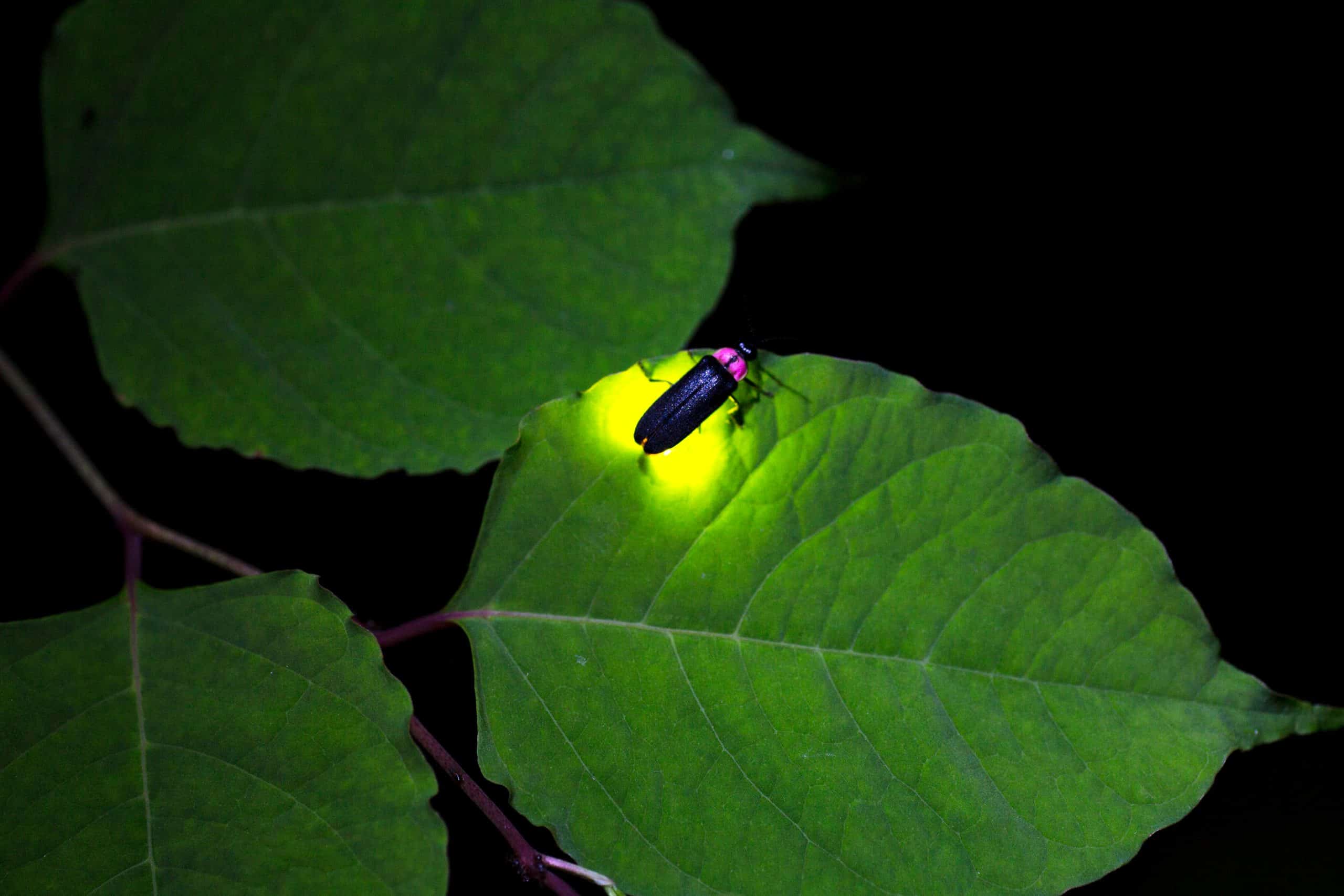 Licuricii - minuni ale naturii, insecte care emit lumină