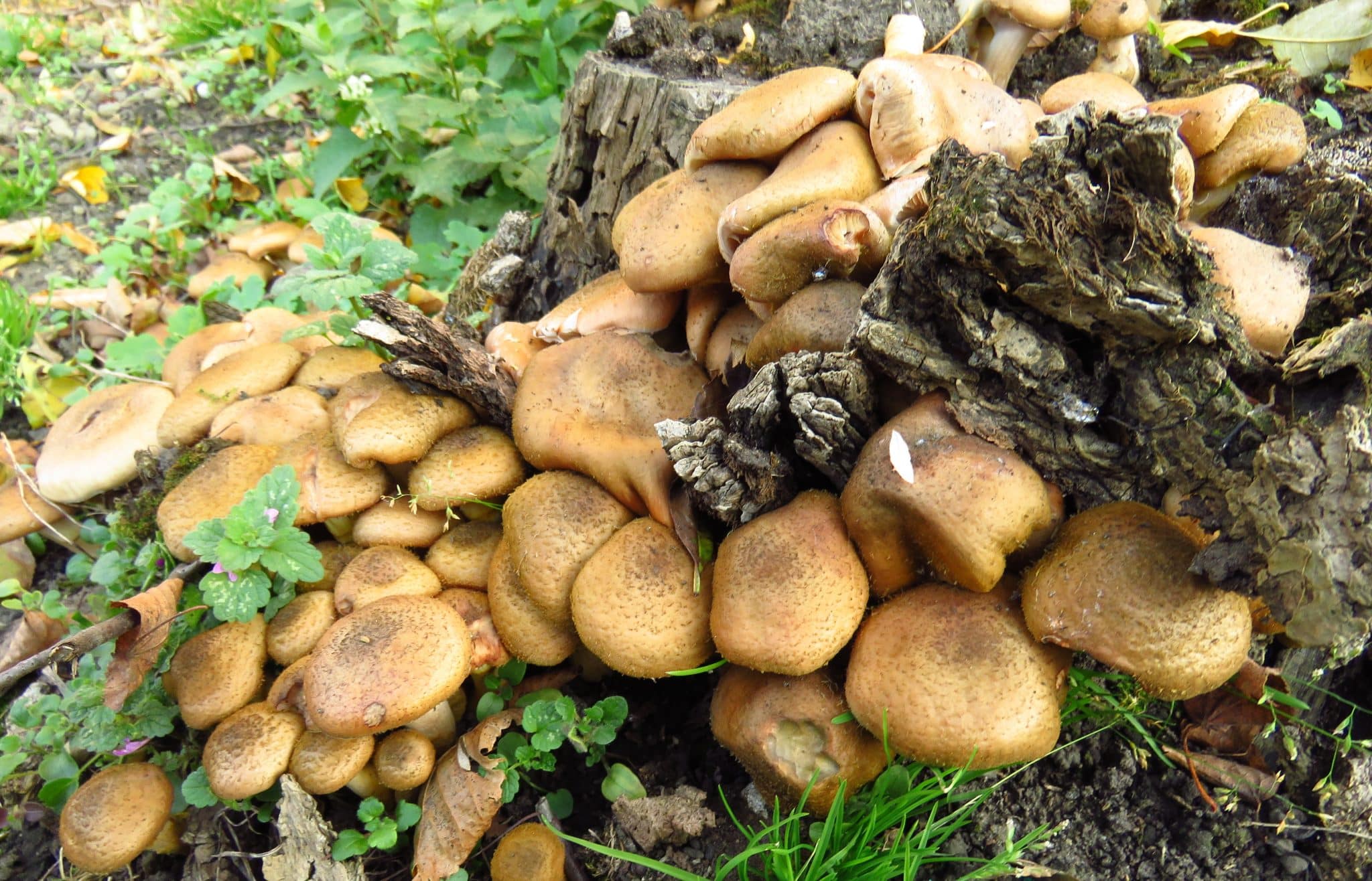 Armillaria ostoyae - Ciuperca gigantică, cel mai greu organism viu