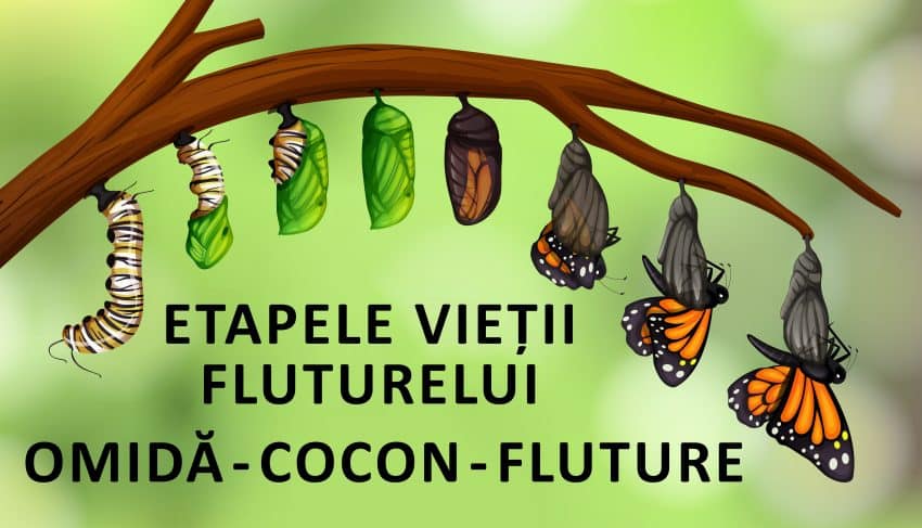 Etapele vietii fluturelui - Omida-Cocon-Fluture