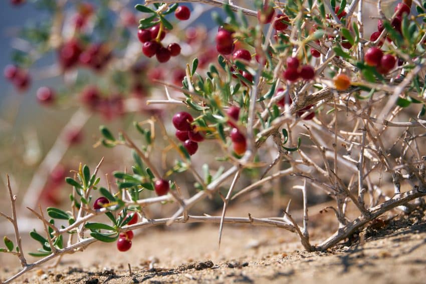 Nitraria Schoberi